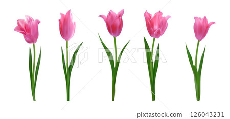 Set of pink isolated realistic tulips. Spring bright fresh tulip flowers. Vector illustration for greeting cards 8 march, mothers day, invitations, posters. Perfect floral arrangement, holiday designs Set of pink isolated realistic tulips. Spring bright fresh tulip flowers. Vector illustration for greeting cards 8 march, mothers day, invitations, posters. Perfect floral arrangement, holiday designs 126043231