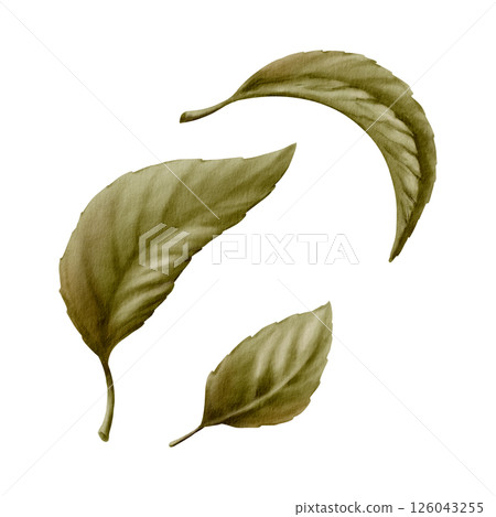 Cherry tree green leaves isolated on white background. Watercolor botanical illustration with fresh spring foliage, natural detail for eco packaging, wall decor or garden design Cherry tree green leaves isolated on white background. Watercolor botanical illustration with fresh spring foliage, natural detail for eco packaging, wall decor or garden design 126043255