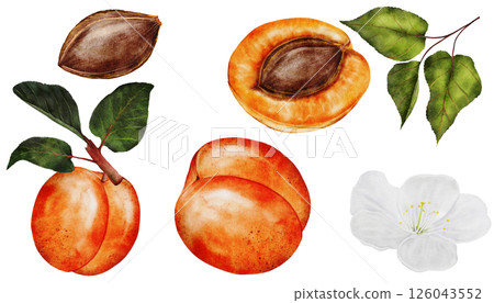 Apricot watercolor big set. Juicy realistic set hand drawing of ripe fruit. Clip art on isolated white background. Ideal for logo, tags, stickers for natural food and cosmetics stores 126043552