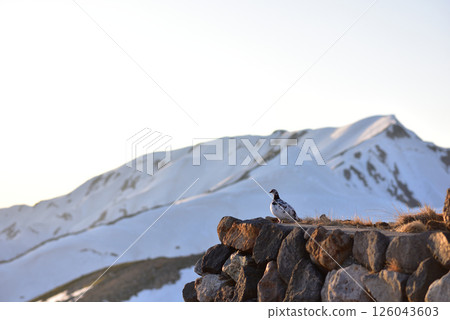 Ptarmigan on a stone wall 126043603
