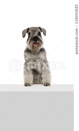 Well-groomed, positive, purebred dog, grey Miniature Schnauzer calmly sitting with tongue sticking out isolated on white background. Well-groomed, positive, purebred dog, grey Miniature Schnauzer calmly sitting with tongue sticking out isolated on white background. 126043685