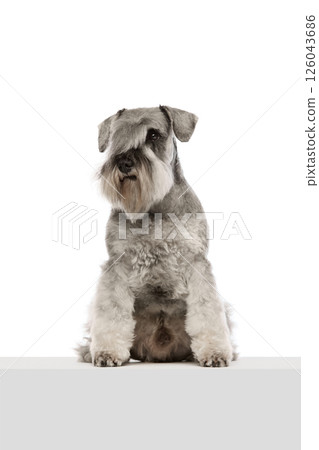 Well-groomed, serious, purebred dog, grey Miniature Schnauzer calmly sitting isolated on white background. Well-groomed, serious, purebred dog, grey Miniature Schnauzer calmly sitting isolated on white background. 126043686