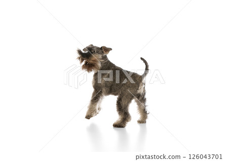 Dynamic image of purebred dog, Miniature Schnauzer in motion, isolated on white background. 126043701