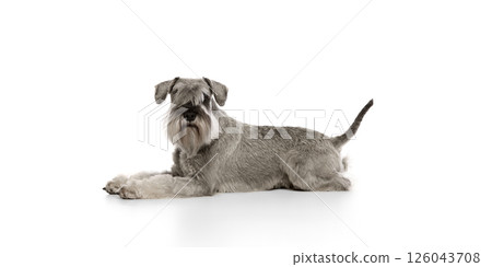 Serious, purebred, smart pet, Miniature Schnauzer calmly lying on floor and looking at camera isolated on white background. Serious, purebred, smart pet, Miniature Schnauzer calmly lying on floor and looking at camera isolated on white background. 126043708