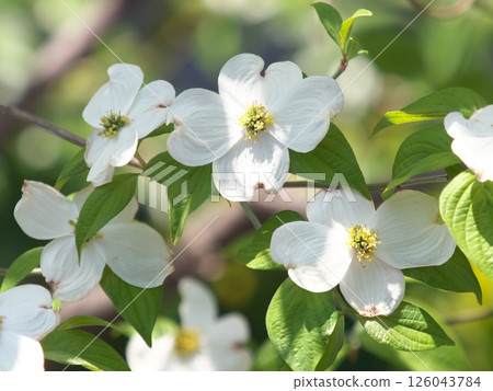 盛開的白色山茱萸 126043784