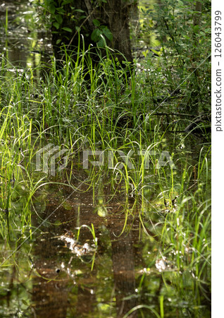 Fresh greenery reflected in a puddle after the rain 126043799