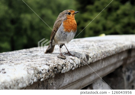 Welsh Robin Welsh Robin 126043956