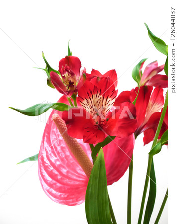 紅色的百合花和紅掌花 126044037