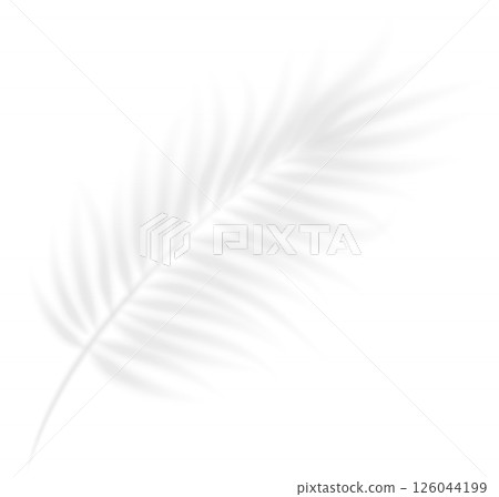 Realistic transparent shadow from a leaf of a palm tree. Mockup with tropic leaves shadow and overlay effect for product presentation and seasonal design. Vector illustration 126044199