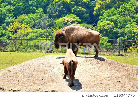 美洲野牛 126044779