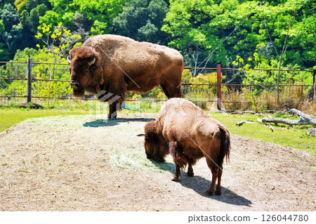 American bison American bison 126044780