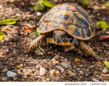 tortoise, turtle, reptile 126045108