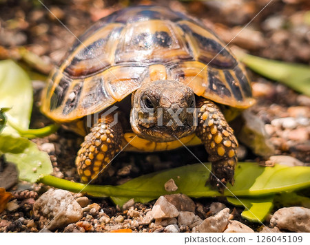 Land Tortoise in Montenegro Garden – Wild Reptile in Backyard Land Tortoise in Montenegro Garden – Wild Reptile in Backyard 126045109
