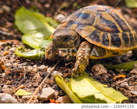 tortoise, turtle, green grass 126045110