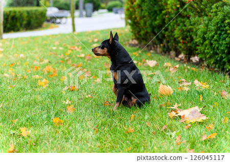 Black and tan miniature pinscher sitting on green grass outdoors. 126045117