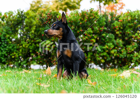 Miniature pinscher sitting on grass and looking to the side. Miniature pinscher sitting on grass and looking to the side. 126045120