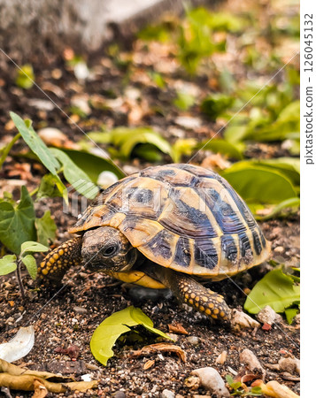tortoise, turtle, garden 126045132
