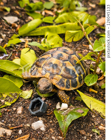 tortoise, turtle, garden 126045133