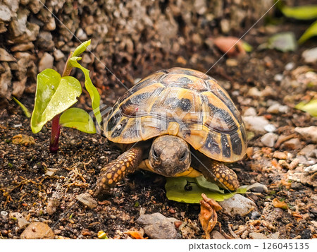 tortoise, turtle, reptile 126045135