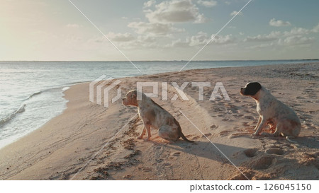 Two dogs are sitting on a sandy beach, enjoying the peaceful atmosphere as they gaze out at the tranquil ocean during a breathtaking sunset 126045150