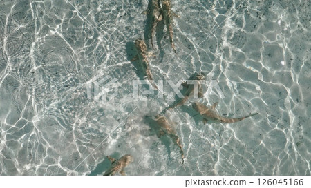 Baby sharks swimming gracefully in crystal clear, shallow water on a sunny day, creating enchanting light patterns on the sandy seabed below 126045166