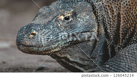 Komodo dragon, the largest living lizard species, is resting on the ground, showcasing its impressive size and prehistoric appearance with its rough, scaly skin and powerful jaws Komodo dragon, the largest living lizard species, is resting on the ground, showcasing its impressive size and prehistoric appearance with its rough, scaly skin and powerful jaws 126045214