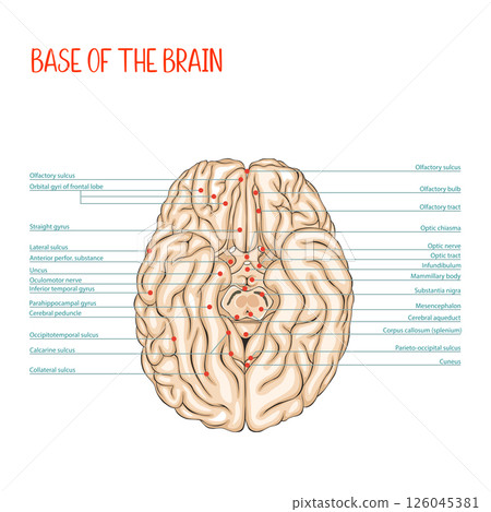 Base of the brain. Human brain. Anatomy. Medical vector illustration, colored, outlined. Base of the brain. Human brain. Anatomy. Medical vector illustration, colored, outlined. 126045381