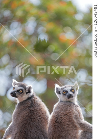 Friendly ring-tailed lemur 126045481