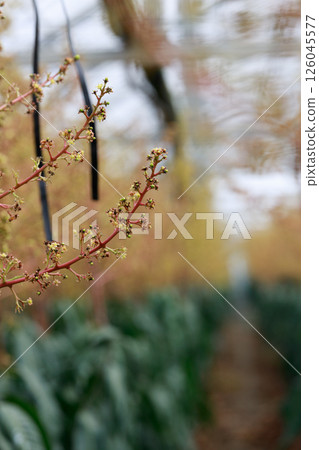 Mangoes blooming in a greenhouse 126045577