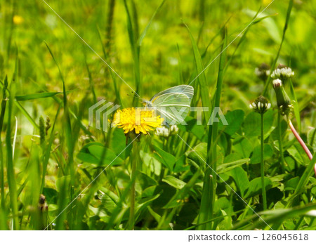 Cabbage white butterfly staying on a dandelion Cabbage white butterfly staying on a dandelion 126045618
