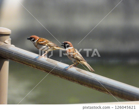 Two sparrows resting on a pipe Two sparrows resting on a pipe 126045621