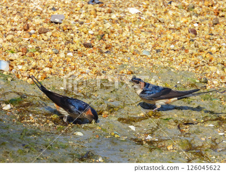 A red-eared swallow landing on the beach A red-eared swallow landing on the beach 126045622