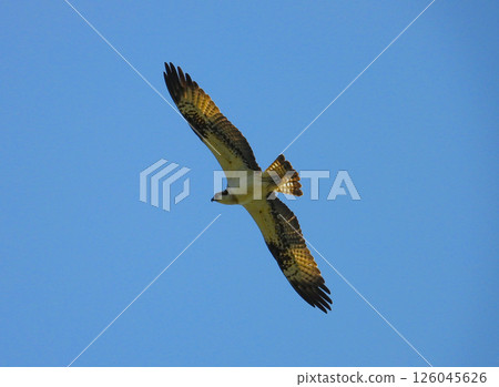 Misago在天上飛 126045626