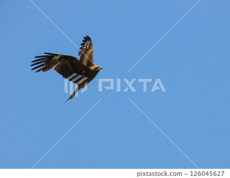 Tobi in the sky Tobi in the sky 126045627