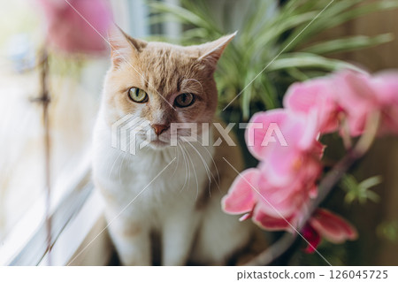 Cute ginger and white cat with green eyes sits among pink orchids. Close-up portrait of a domestic pet in a cozy, floral setting Cute ginger and white cat with green eyes sits among pink orchids. Close-up portrait of a domestic pet in a cozy, floral setting 126045725