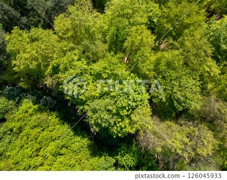 Halle, Vlaams Brabant, Belgium, 27th of April, 2025, An Aerial View of the Lush Green Forest Canopy Halle, Vlaams Brabant, Belgium, 27th of April, 2025, An Aerial View of the Lush Green Forest Canopy 126045933