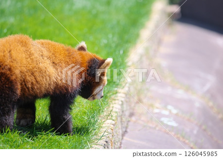 冒險世界的小熊貓 - 背面 126045985