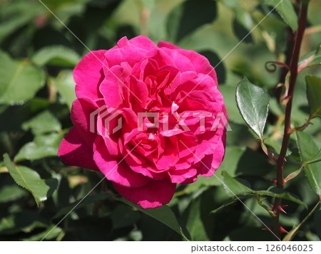 玫瑰“黑莓尖” 126046025
