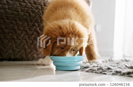 Little funny puppies eating food from bowls at home 126046156