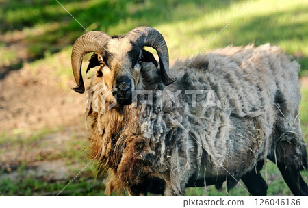 Domestic ram on the farm 126046186