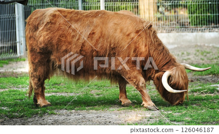 Domestic yak on the farm 126046187