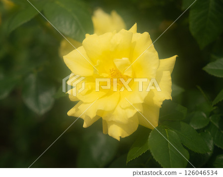 Rose "Anthony Meyen" Rose "Anthony Meyen" 126046534