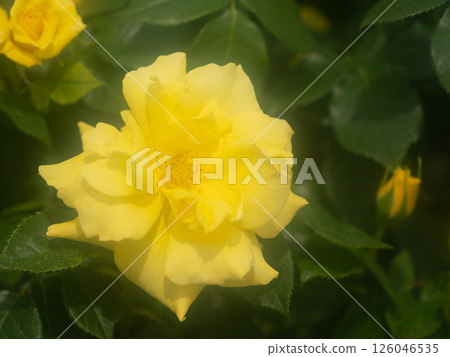 Rose "Anthony Meyen" Rose "Anthony Meyen" 126046535