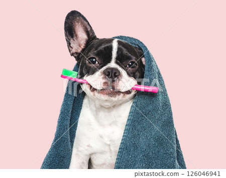 Cute puppy, towel and toothbrush. Studio shot 126046941