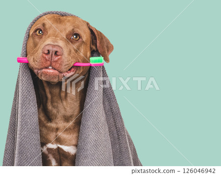 Cute brown dog, towel and toothbrush. Studio shot Cute brown dog, towel and toothbrush. Studio shot 126046942