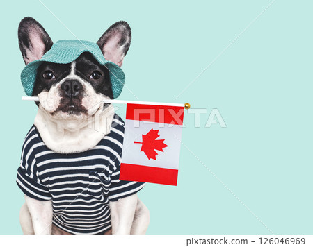 Cute puppy, sunhat and Canadian Flag. Studio shot Cute puppy, sunhat and Canadian Flag. Studio shot 126046969