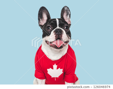 Lovable, pretty puppy and Canadian Flag. Closeup 126046974