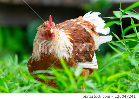 一隻雞從綠草中冒出來 一隻雞從綠草中冒出來 126047241
