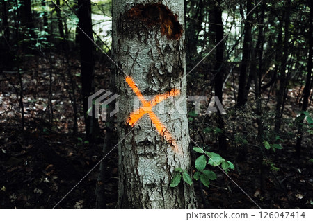 Tree marked with an orange X spray-painted on its trunk in a dense forest. Logging industry, deforestation, environmental conservation, land development.. 126047414