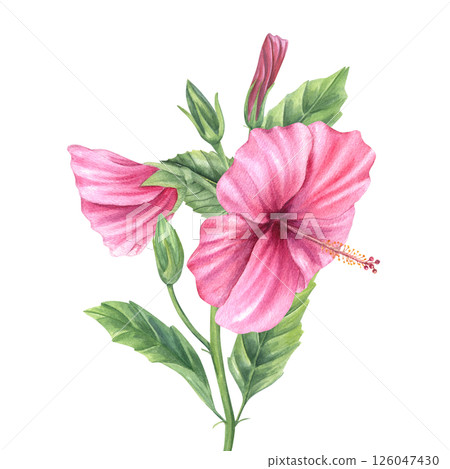 Pink rose mallow branch with green buds, blooms, and leaves watercolor illustration isolated background. Bright hibiscus flower for wedding invitations, floral patterns, tropical posters 126047430